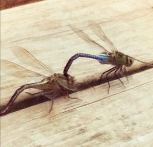 Happiness is 2 dragonflies